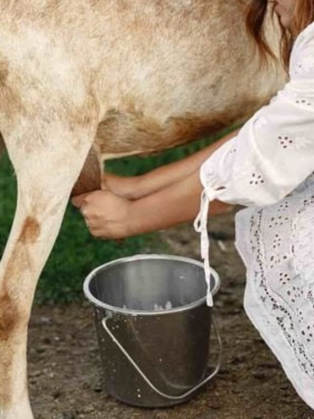 बकरी का दूध गरीब लोगों के लिए एक बहुमूल्य