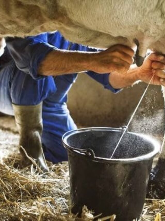 गर्मी के दिनों में पशुओं का दूध बढ़ाने के सरल उपाय जानिए