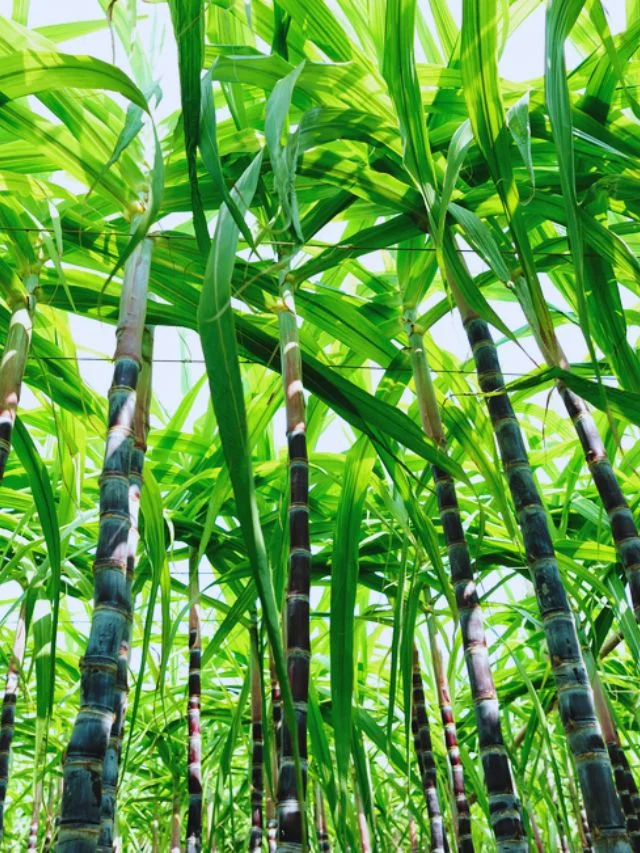 Sugarcane New Variety: गन्ने की इस किस्म की बढ़ रही है मांग, किसानों के लिए है वरदान।